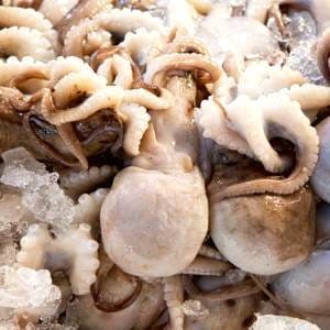 FRESH CLEANED & PROCESSED BABY OCTOPUS - 500 GM
